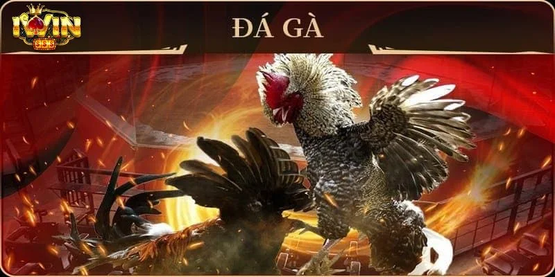 IWIN | Tải Iwinclub Trải Nghiệm Thế Giới Cá Cược Đẳng Cấp 2026 20 Đá gà IWIN sở hữu trường gà chọi đầy mê hoặc.