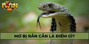 Mơ Bị Rắn Cắn Giải Mã Điều Gì? Bí kíp Chốt Số Cùng IWIN